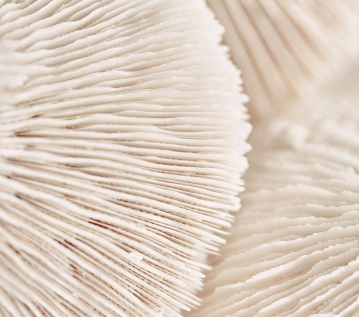 Abstract layered ingredient texture