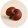 Reishi