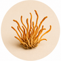 Cordyceps